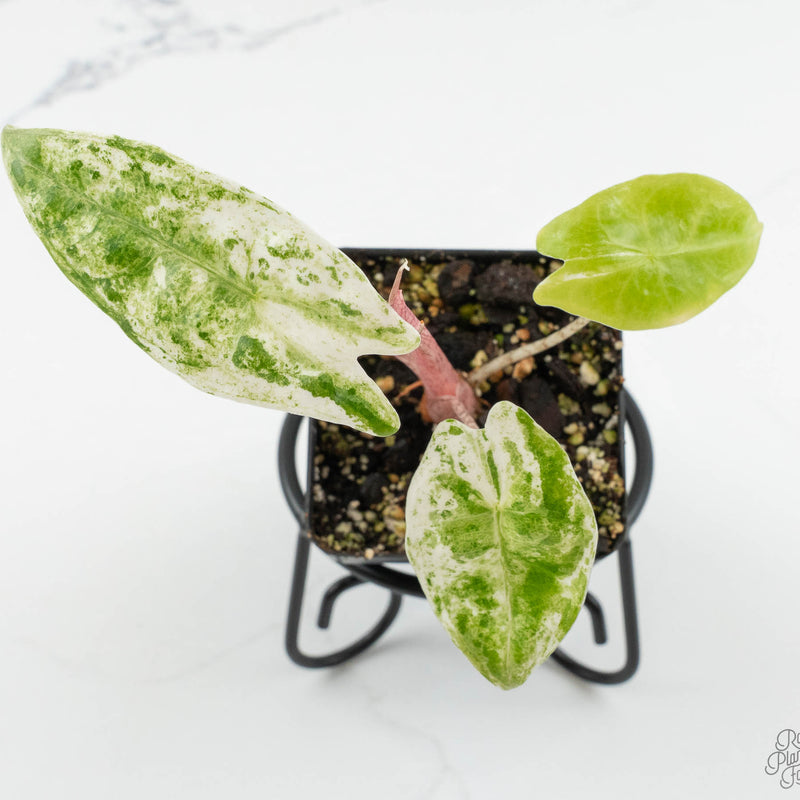 Alocasia 'Zebrina' Albo/Mint variegated *Grower's Choice*