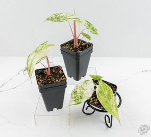 Alocasia 'Zebrina' Albo/Mint variegated *Grower's Choice*