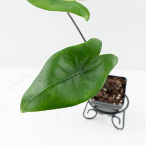 Alocasia 'Zebrina' Black Stem Variegated (wk33-U23)