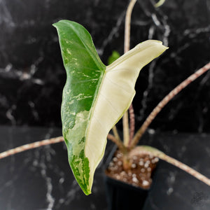 Alocasia Zebrina 'Siberian Tiger' Albo Variegated - Corming Size (wk40-U15)