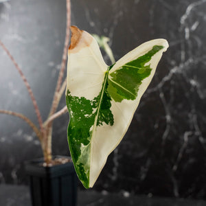 Alocasia Zebrina 'Siberian Tiger' Albo Variegated - Corming Size (wk40-U15)