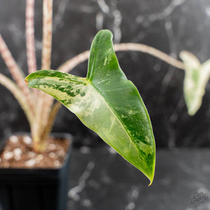 Alocasia Zebrina 'Siberian Tiger' Albo Variegated - Corming Size (wk40-U15)