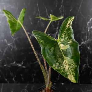 Alocasia Zebrina 'Siberian Tiger' Albo Variegated (wk40-U16)
