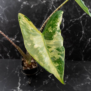 Alocasia Zebrina 'Siberian Tiger' Albo Variegated (wk40-U16)