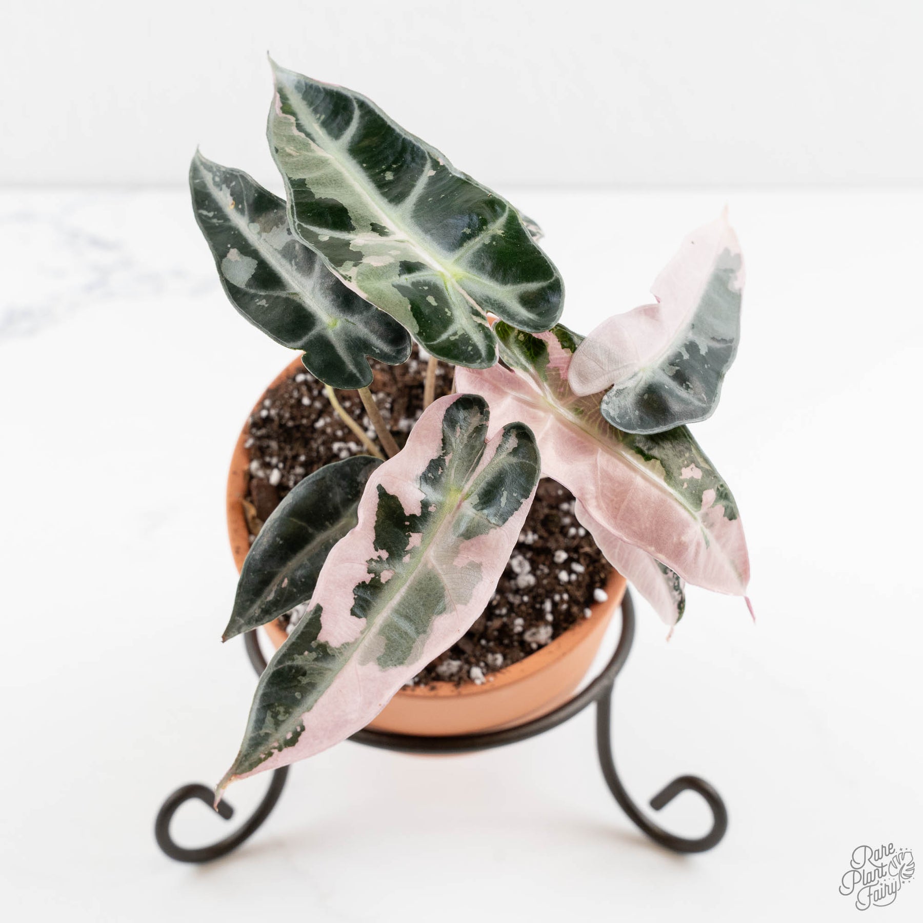 Bambino Pink