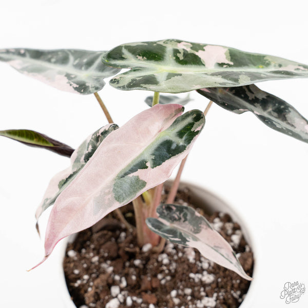 Alocasia 'Bambino' Pink Variegated – Rare Plant Fairy