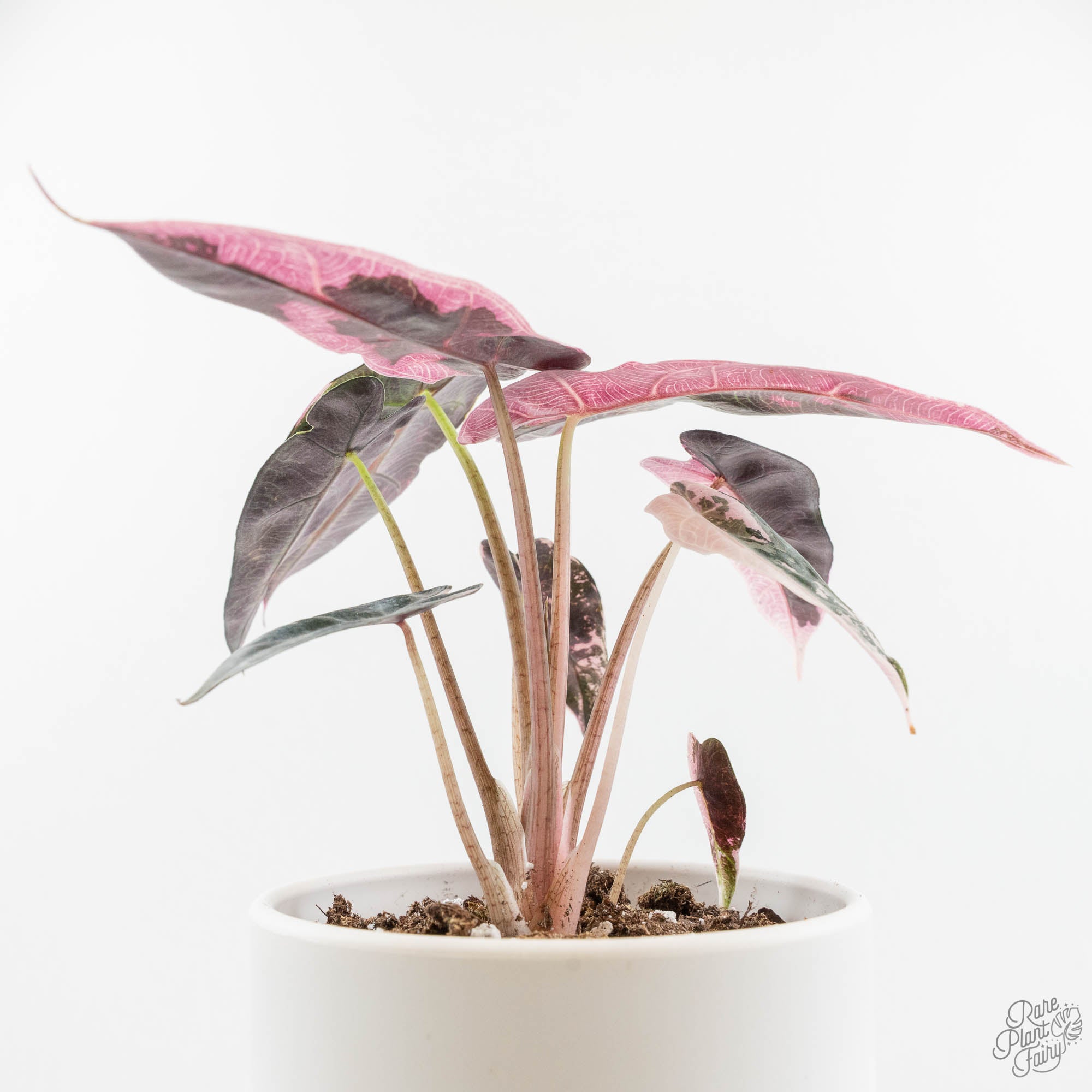 Alocasia 'Bambino' Pink Variegated Care Guide – Rare Plant Fairy
