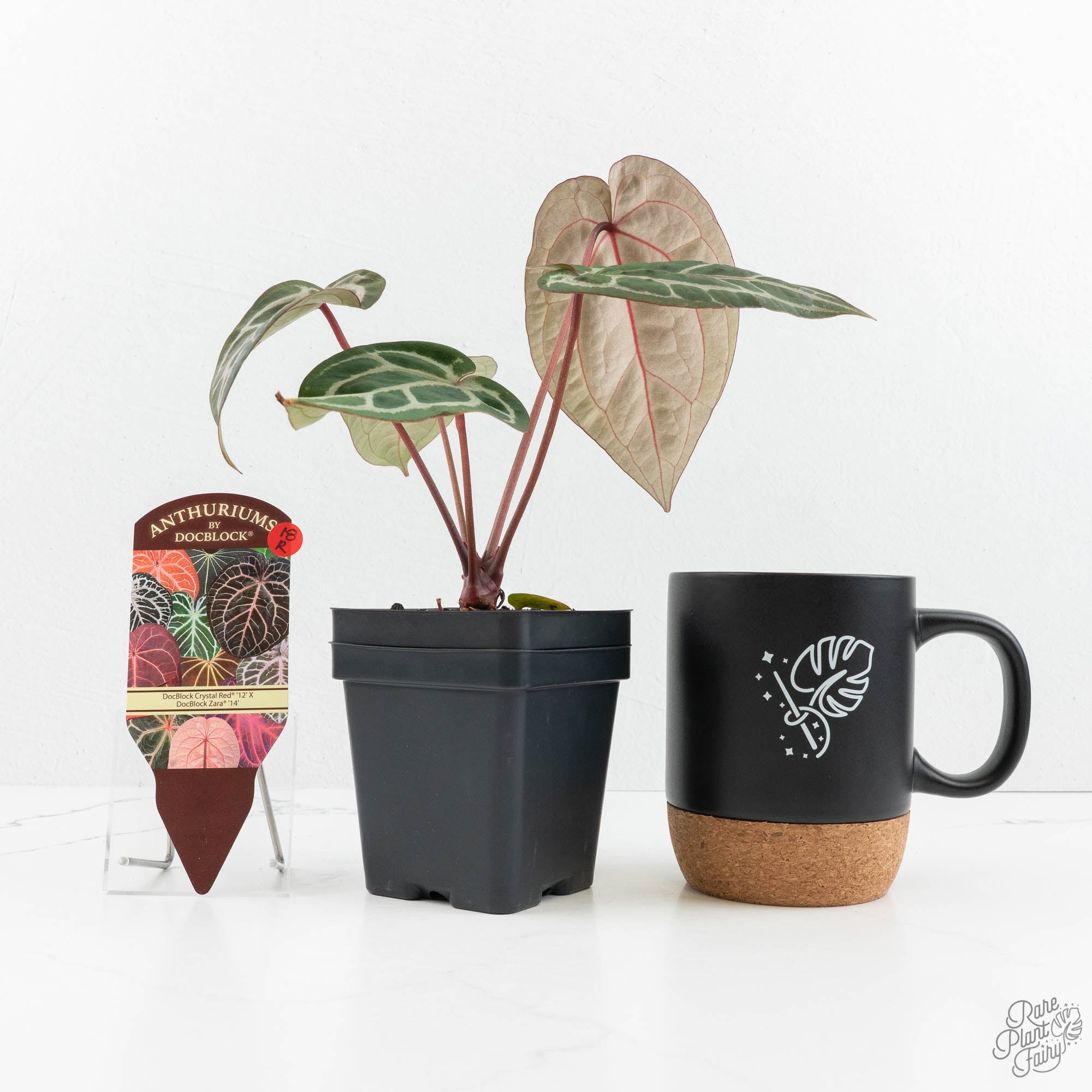 Anthurium Crystal Red '12' x Zara '14' by DocBlock® (wk18-R