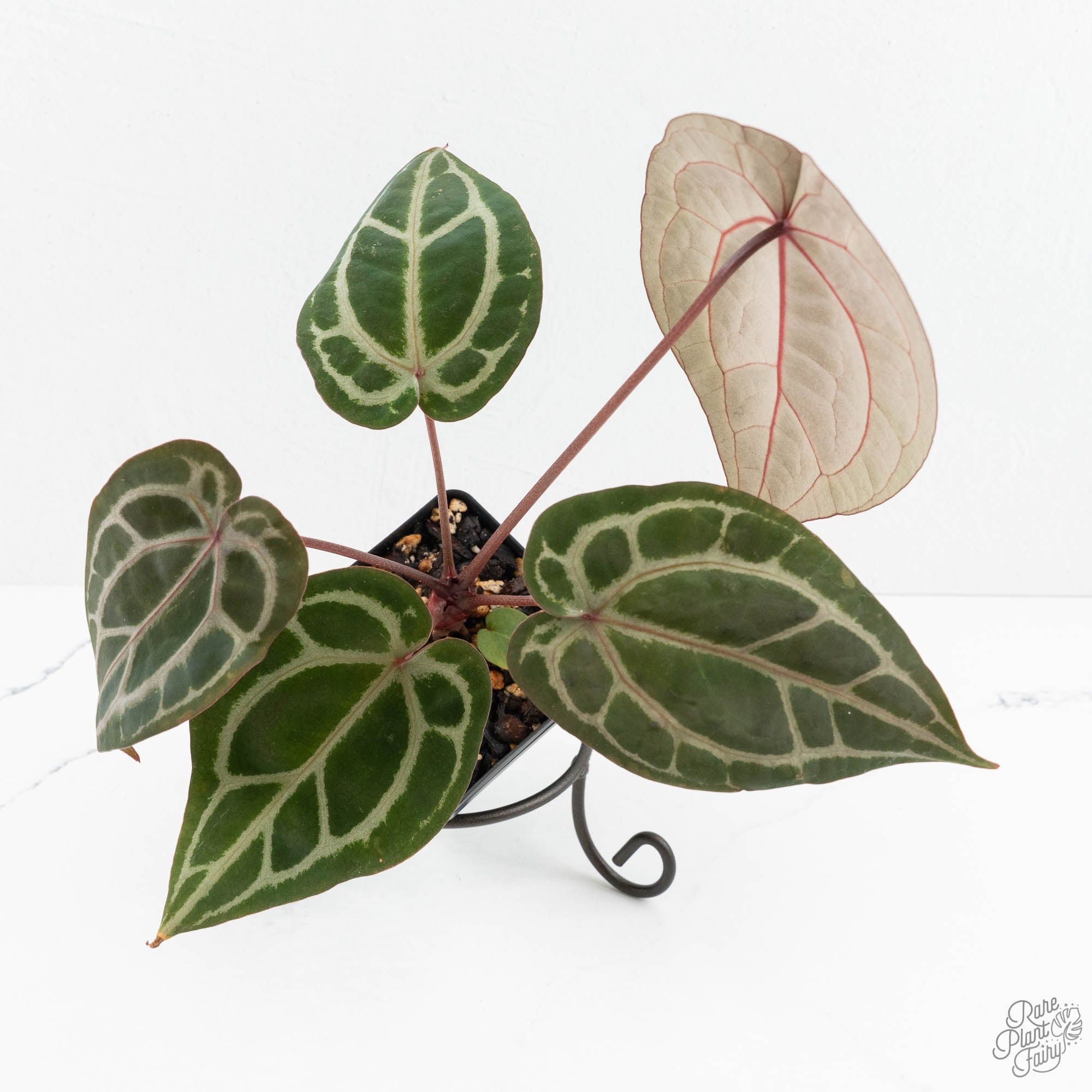 Anthurium Crystal Red '12' x Zara '14' by DocBlock® (wk18-R