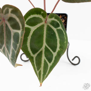 Anthurium Crystal Red '12' x Zara '14' by DocBlock® (wk18-R)