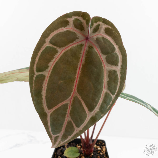 Anthurium Crystal Red '12' x Zara '14' by DocBlock® (wk18-R