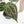 Anthurium Crystal Red '12' x Zara '14' by DocBlock® (wk18-R)