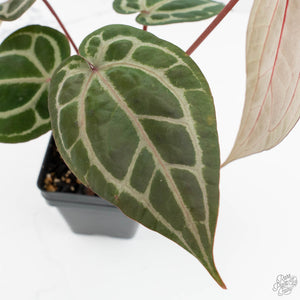 Anthurium Crystal Red '12' x Zara '14' by DocBlock® (wk18-R)
