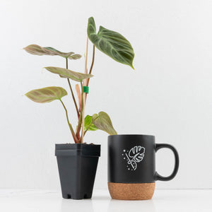 Philodendron sp. 'El Choco Red'
