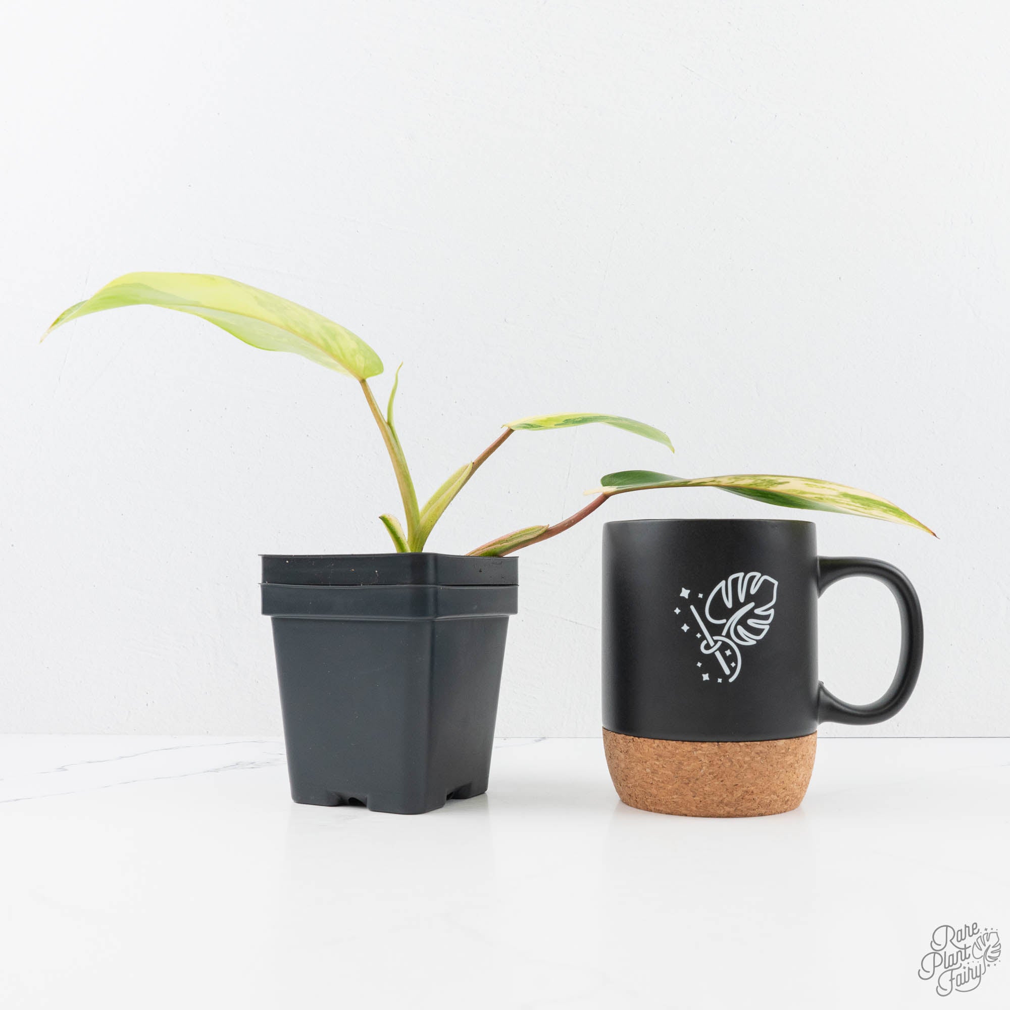 philodendron emerald queen variegated Philodendron Emerald Queen variegated *Grower's Choice*