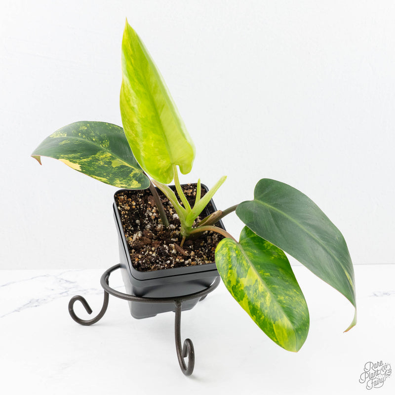 Philodendron Emerald Queen variegated *Grower's Choice*
