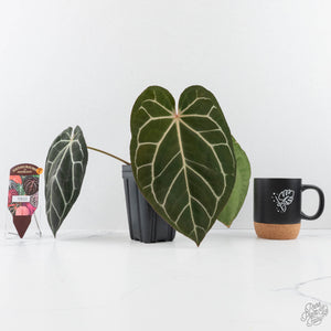 Anthurium DocBlock F2 x Carlablackiae by DocBlock® (wk28-F)