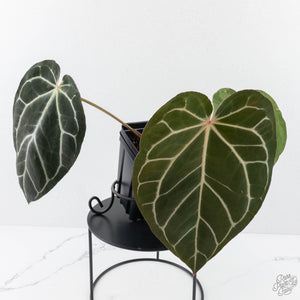 Anthurium DocBlock F2 x Carlablackiae by DocBlock® (wk28-F)