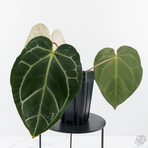 Anthurium DocBlock F2 x Carlablackiae by DocBlock® (wk28-F)