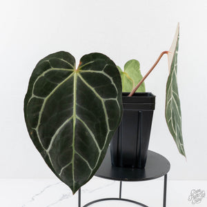 Anthurium DocBlock F2 x Carlablackiae by DocBlock® (wk28-F)