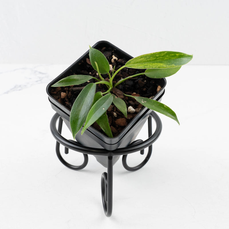 Philodendron Joepii Variegated - Low Color