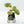 Begonia cucullata aurea variegated *Growers Choice*