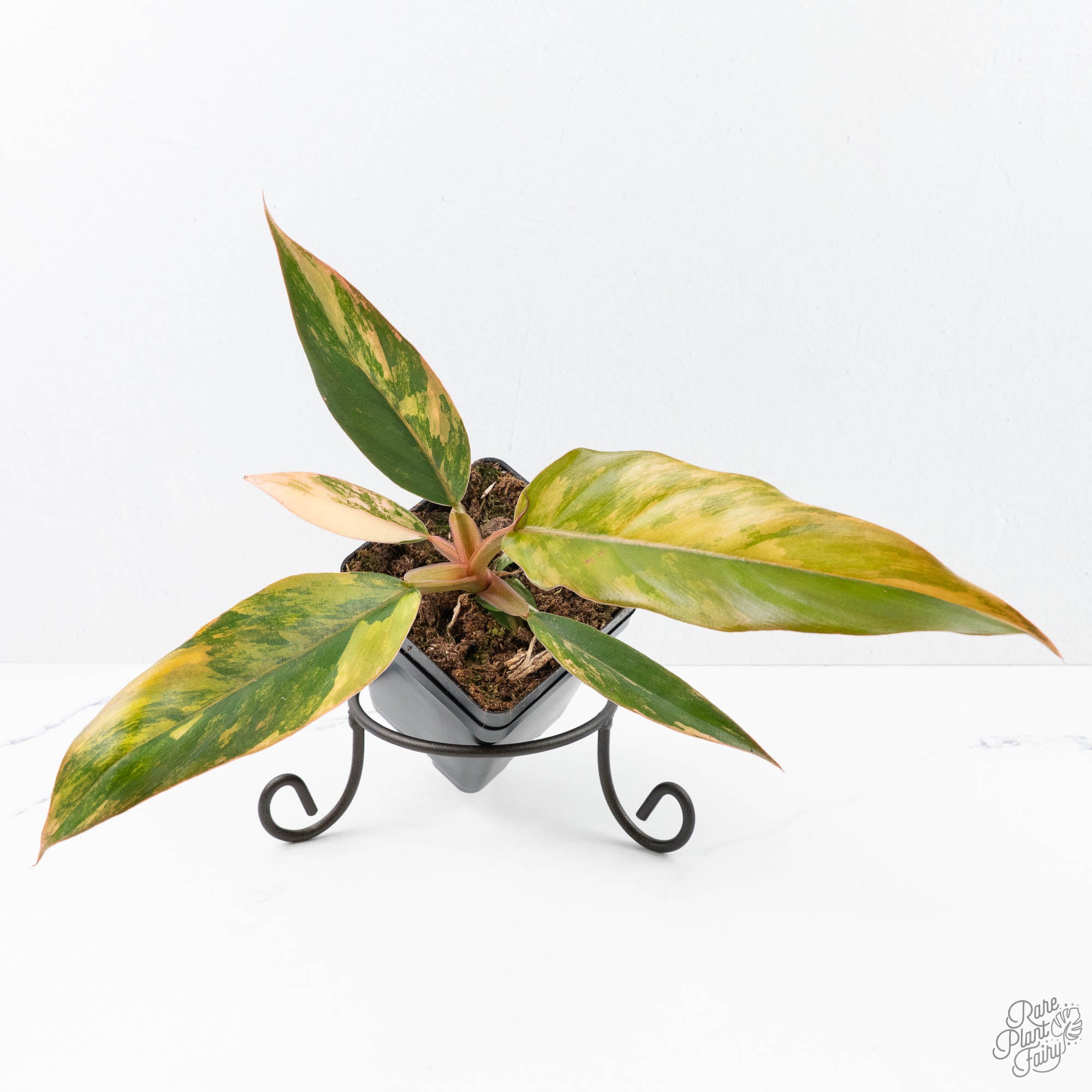 philodendron caramel marble pink variegated Philodendron 'Caramel Marble' *Grower's Choice* – Rare Plant Fairy