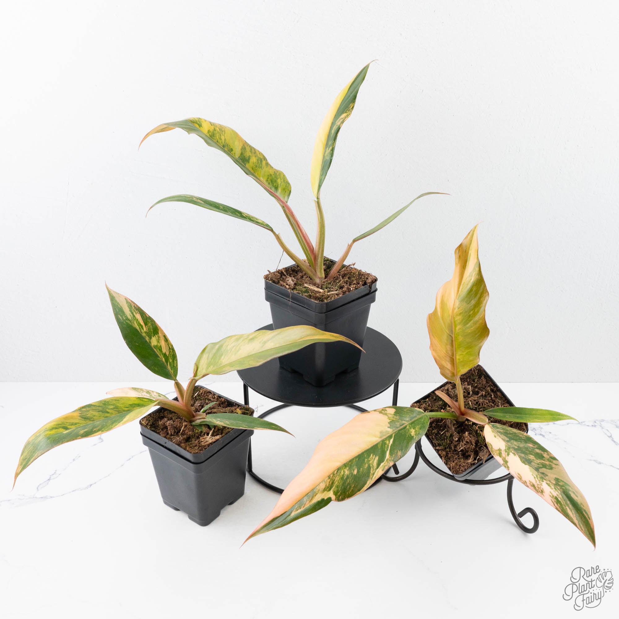 carmel marble philodendron Philodendron 'Caramel Marble' *Grower's Choice* – Rare Plant Fairy