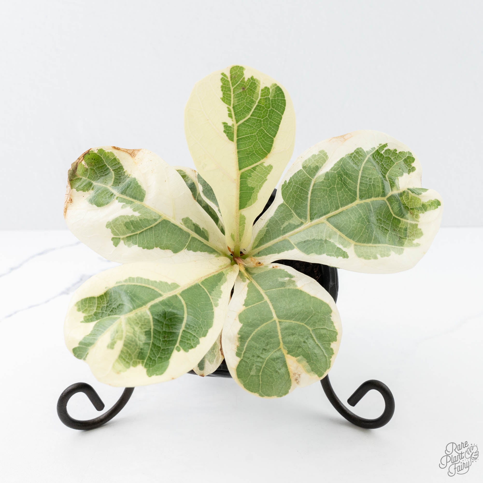 different fiddle leaf fig Ficus lyrata variegated fiddle leaf fig tree *Grower's Choice* – Rare Plant Fairy