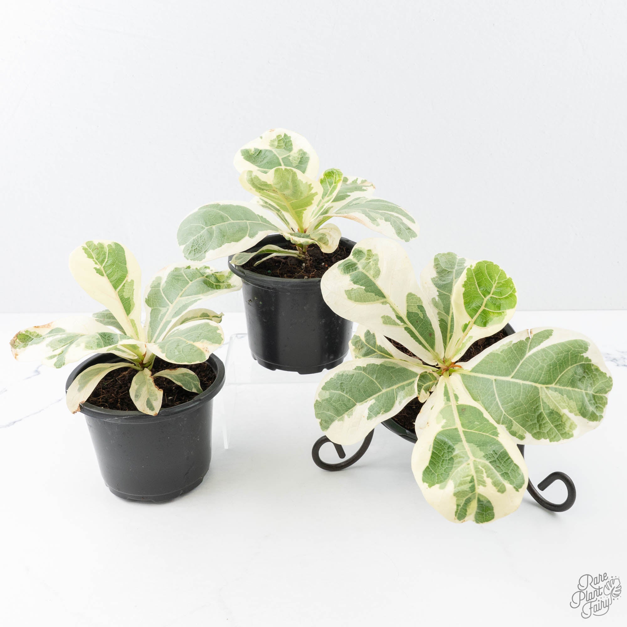 variegated fiddle leaf fig for sale Ficus lyrata variegated fiddle leaf fig tree *Grower's Choice* – Rare Plant Fairy