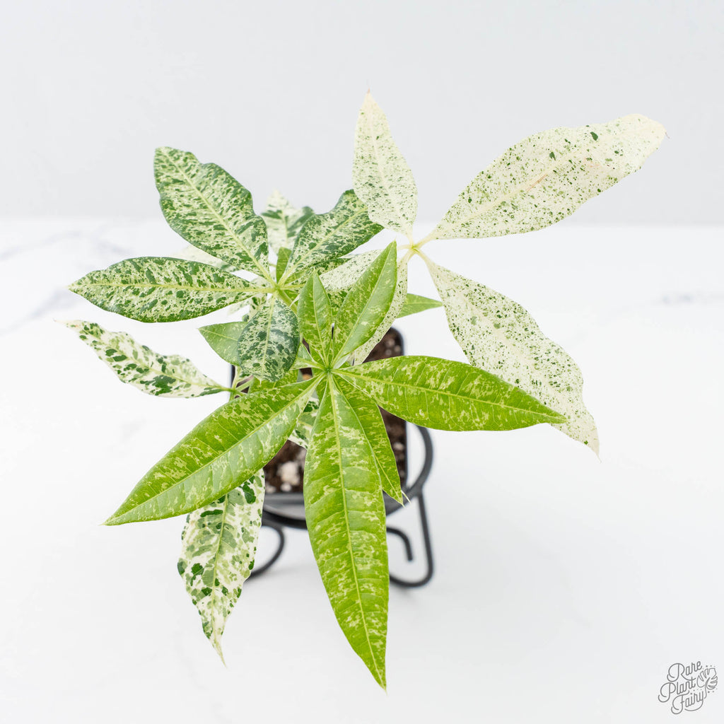 white leaf money plant Pachira Glabra (Money Tree) albo variegated Seed-Grown Non-Grafted *Gr – Rare Plant Fairy