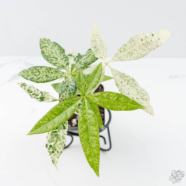 Pachira Glabra (Money Tree) albo variegated Seed-Grown Non-Grafted *Grower's Choice*
