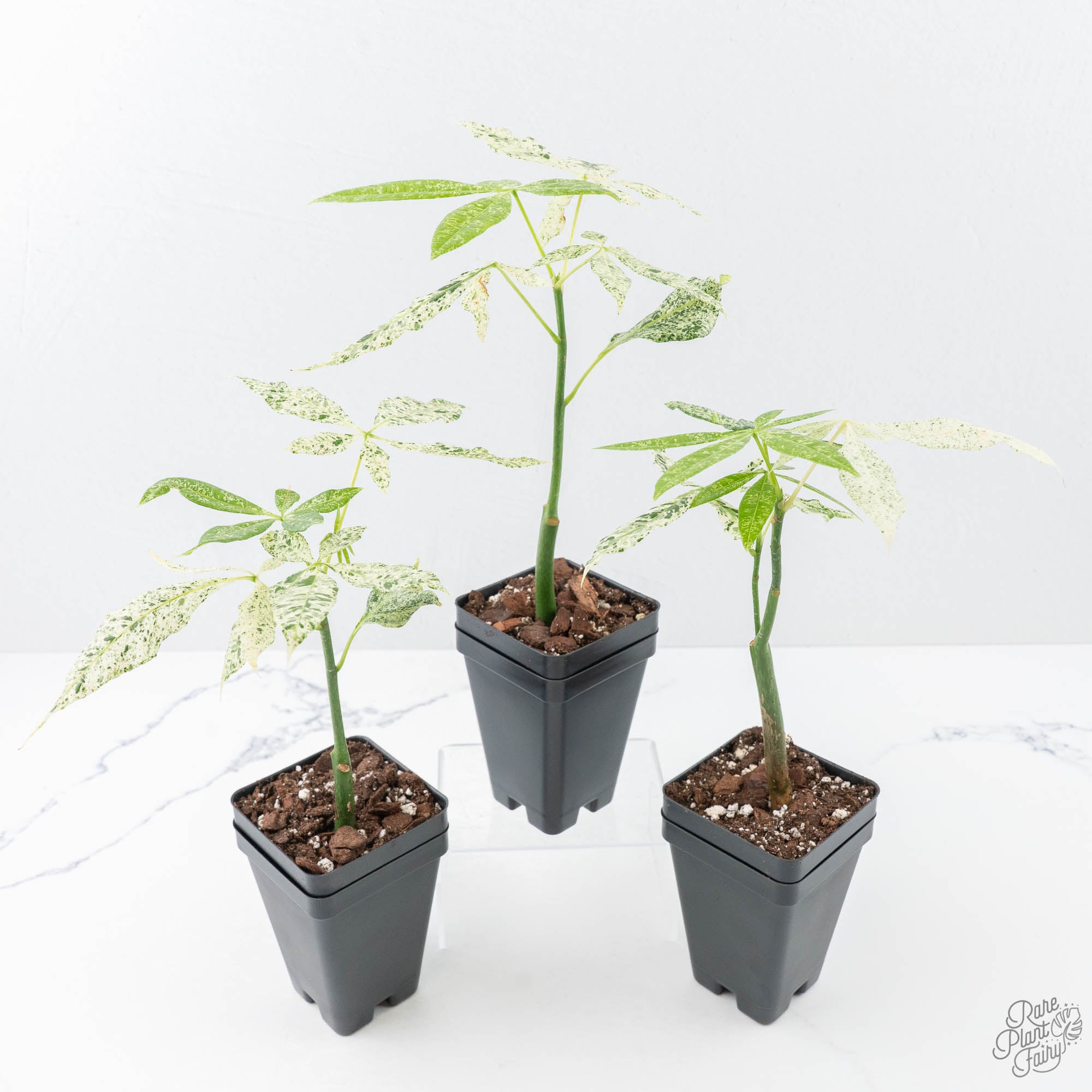 variegated money tree plant Pachira Glabra (Money Tree) albo variegated Seed-Grown Non-Grafted *Grower's Choice*