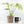 Monstera Deliciosa 'Thai Constellation' Green Snow *Grower's Choice*