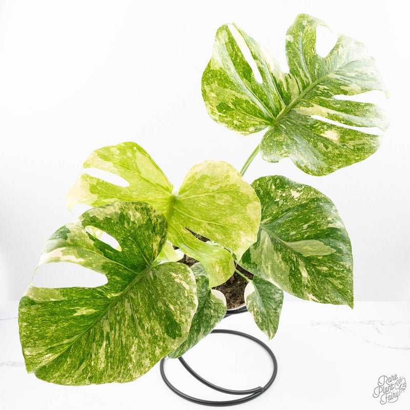Monstera Deliciosa 'Thai Constellation' Green Snow  *Grower's Choice*