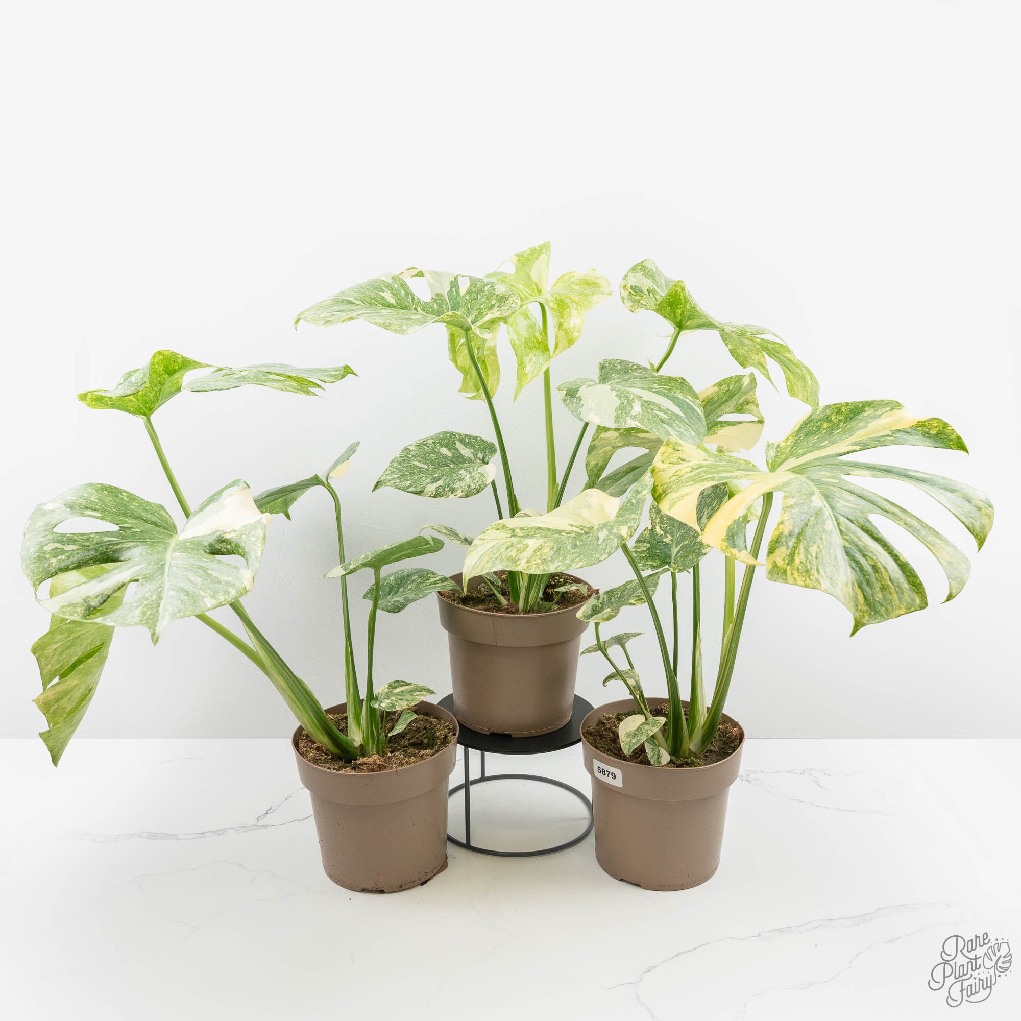 Monstera Deliciosa 'Thai Constellation' Green Snow *Grower's