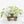 Monstera Deliciosa 'Thai Constellation' Green Snow *Grower's Choice*