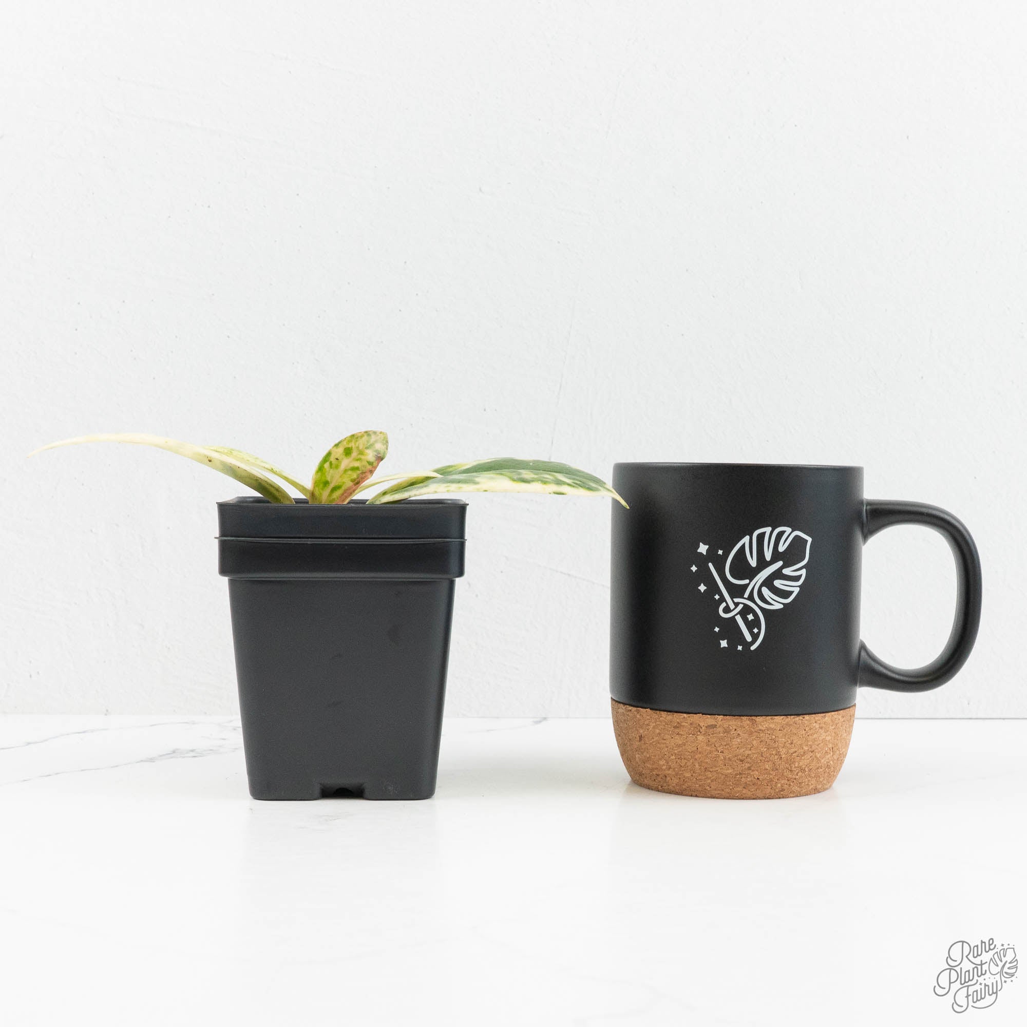 T*2様 Hoya carnosa Madara  Angel Hoya Carnosa Madara 'Snow Angel' (HCMSA1) 🌱 – Next World Exotics