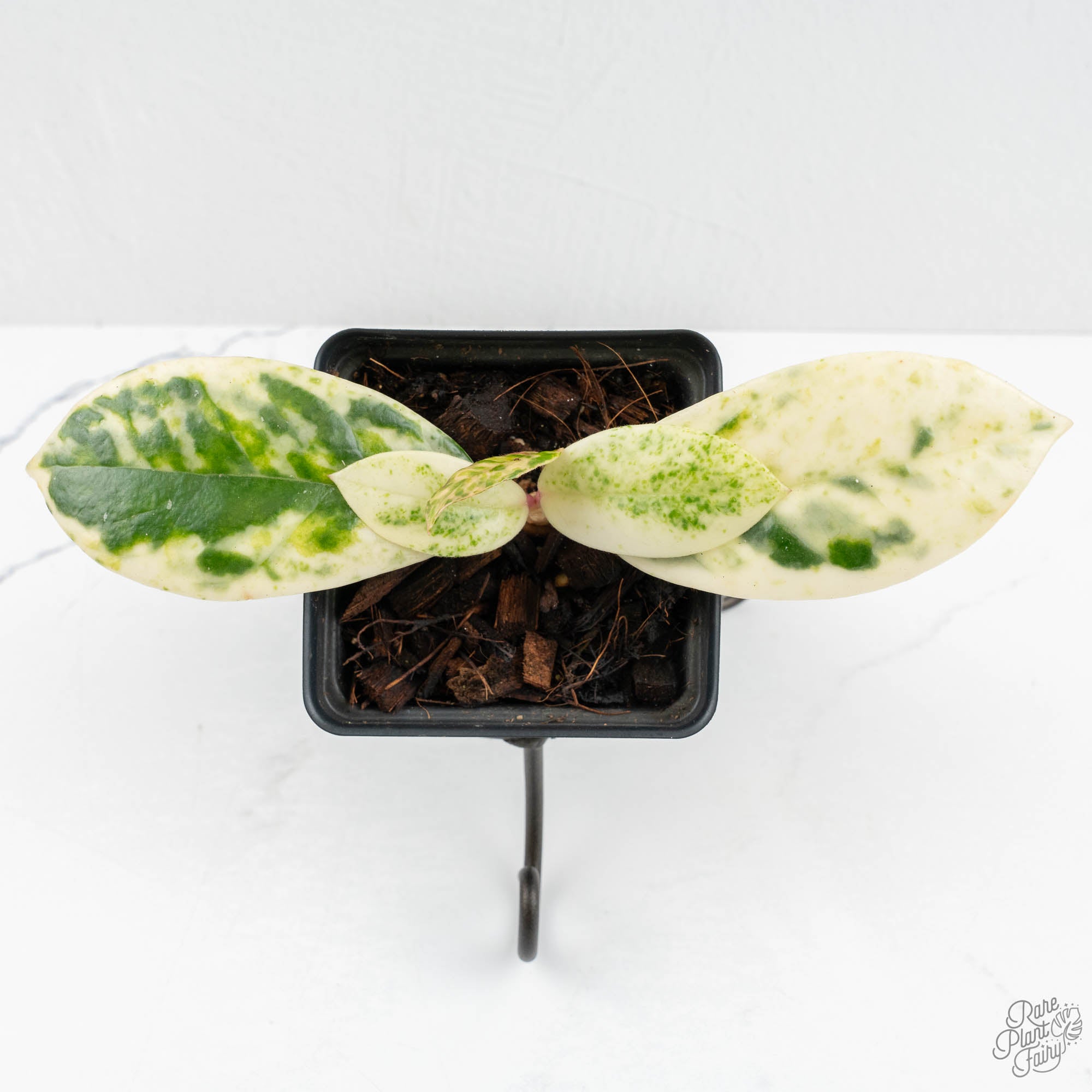 T*2様 Hoya carnosa Madara  Angel Hoya Carnosa Madara 'Snow Angel' (HCMSA1) 🌱 – Next World Exotics