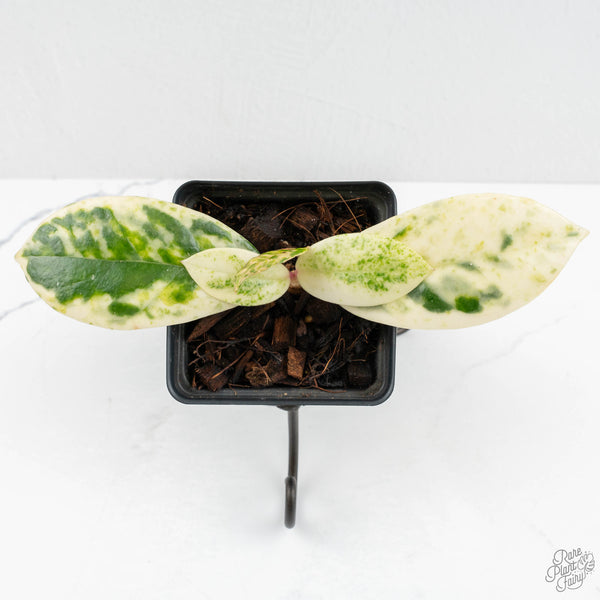 Hoya Carnosa 'Madara' (aka 'Snow Angel') (wk18-UN) – Rare Plant Fairy