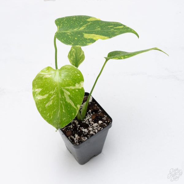 Monstera Deliciosa 'Electrolyte' (wk7-UN)