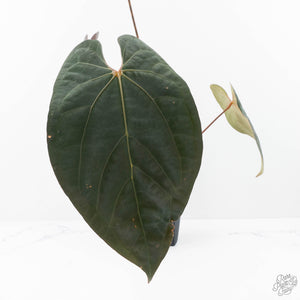 Anthurium Lynette '18' x Dark & Handsome '9' by DocBlock® (wk21-S)