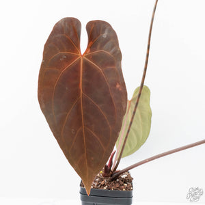 Anthurium Lynette '18' x Dark & Handsome '9' by DocBlock® (wk21-S)