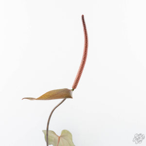 Anthurium Lynette '18' x Dark & Handsome '9' by DocBlock® (wk21-S)