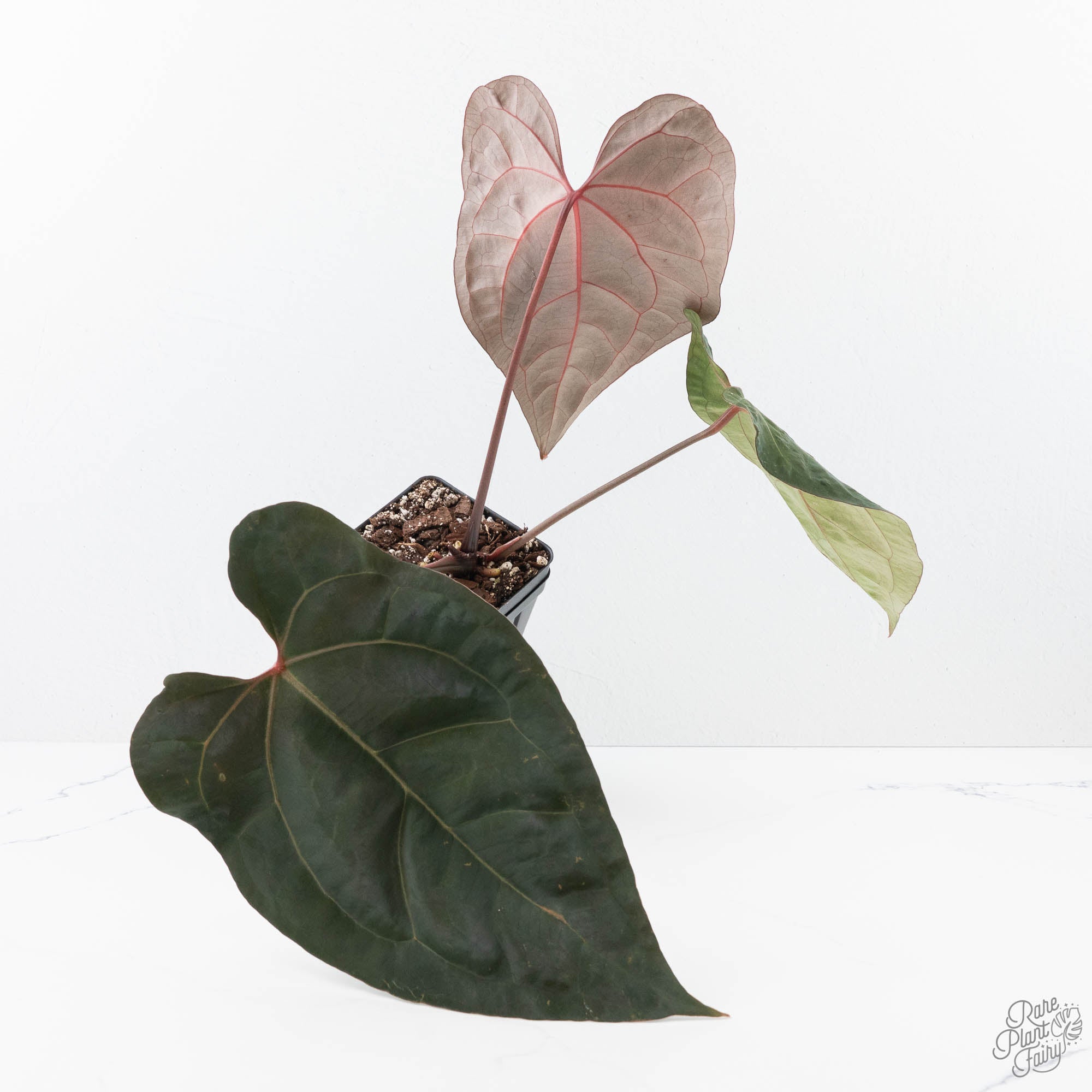 anthurium e gatti Anthurium Lynette '18' x Dark & Handsome '9' by DocBlock® (wk21-T) – Rare Plant Fairy