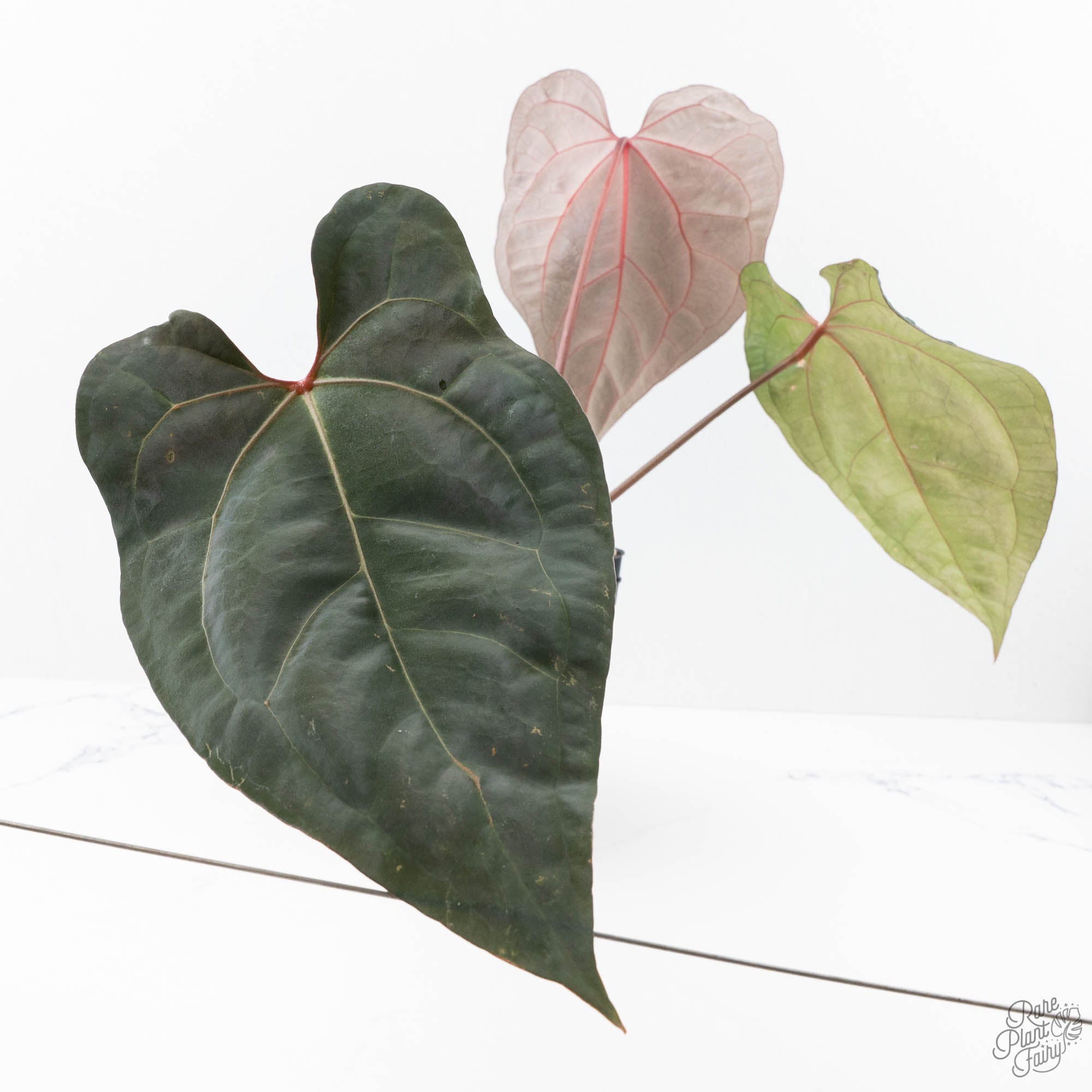 anthurium e gatti Anthurium Lynette '18' x Dark & Handsome '9' by DocBlock® (wk21-T) – Rare Plant Fairy