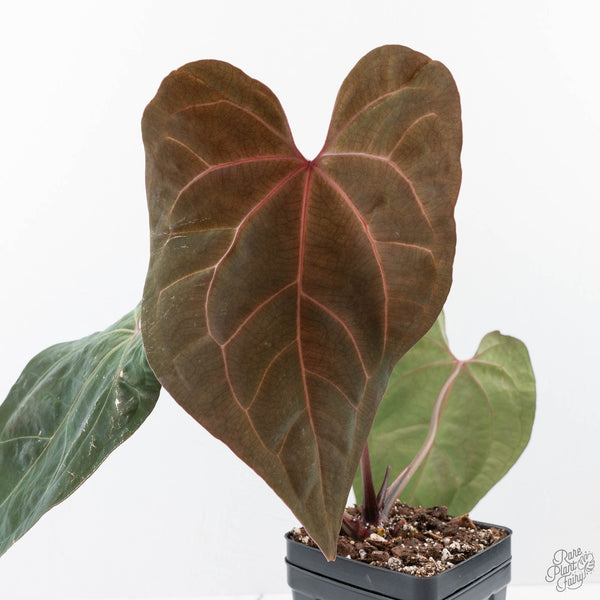 anthurium grande Anthurium Lynette '18' x Dark & Handsome '9' by DocBlock (wk21-T)
