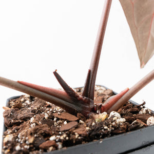 Anthurium Lynette '18' x Dark & Handsome '9' by DocBlock® (wk21-T)