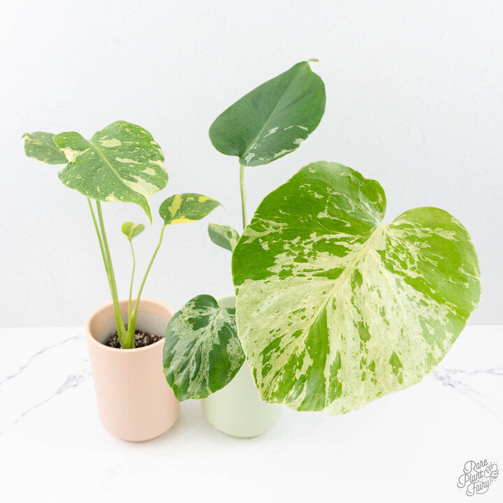 Lyte-Bulb Bundle — Monstera 'Electrolyte' & 'Bulbasaur'