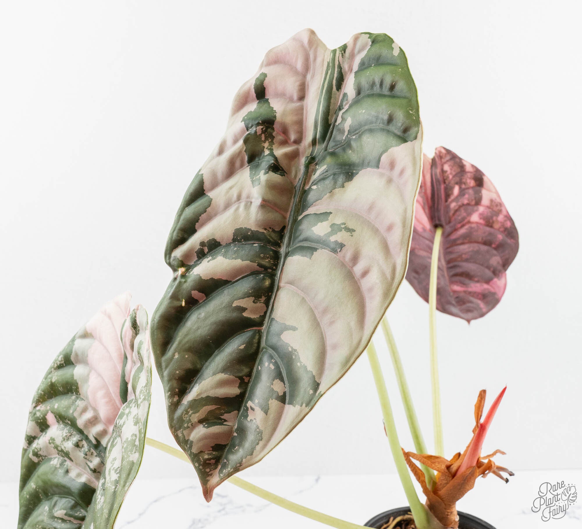 Alocasia 'Cuprea' True Pink Variegated *Corm Grown* (wk13-UV